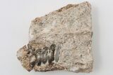 Fossil Pycnodont (Anomoeodus) Crushing Mouth Plate - Morocco #196697-1